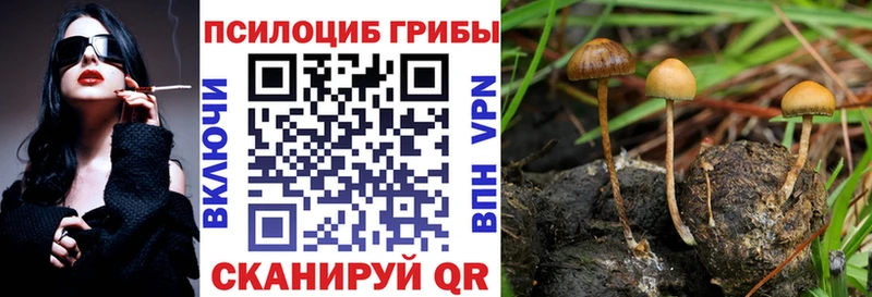 Псилоцибиновые грибы Psilocybine cubensis  купить наркоту  hydra ССЫЛКА  Кашин 